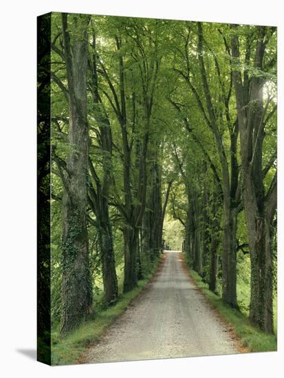 Avenue-Thonig-Premier Image Canvas