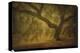 Avery Island Oaks, Study 10-William Guion-Stretched Canvas
