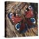 Awaken' Peacock Butterfly on Woodpile-Kirstie Adamson-Premier Image Canvas