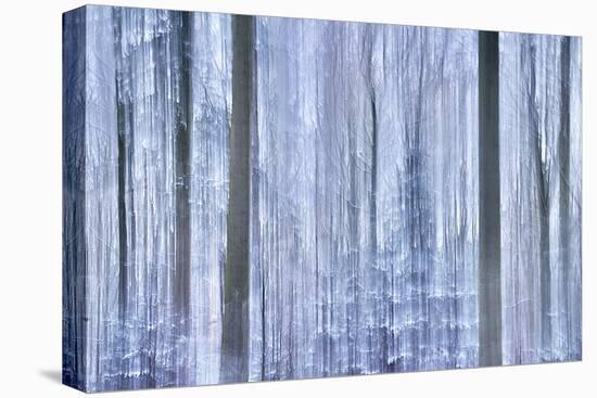Awakening Forest-Jacob Berghoef-Premier Image Canvas