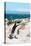 Awesome South Africa Collection - African Penguin at Boulders Beach XIV-Philippe Hugonnard-Premier Image Canvas