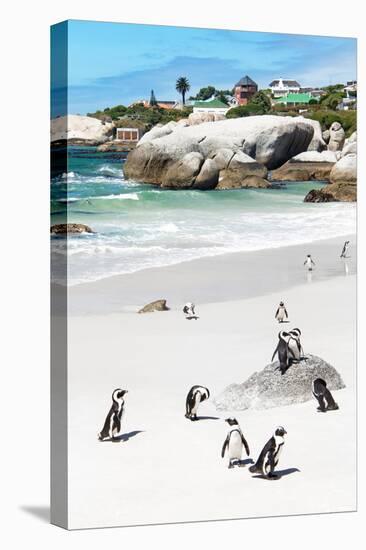 Awesome South Africa Collection - African Penguins at Boulders Beach IX-Philippe Hugonnard-Premier Image Canvas