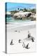 Awesome South Africa Collection - African Penguins at Boulders Beach IX-Philippe Hugonnard-Premier Image Canvas