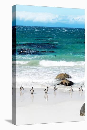 Awesome South Africa Collection - African Penguins at Boulders Beach V-Philippe Hugonnard-Premier Image Canvas