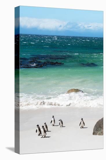 Awesome South Africa Collection - African Penguins at Boulders Beach VII-Philippe Hugonnard-Premier Image Canvas