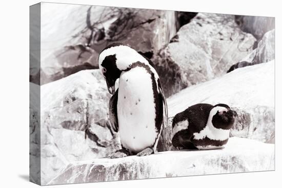 Awesome South Africa Collection - African Penguins II-Philippe Hugonnard-Premier Image Canvas