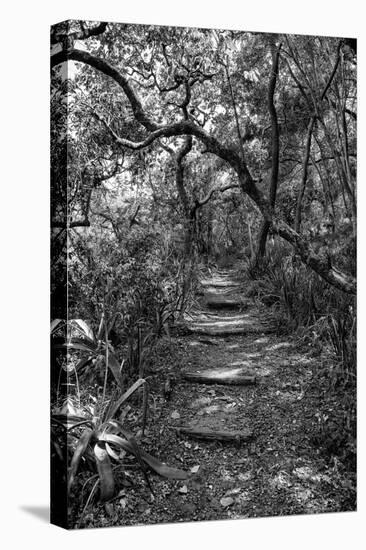 Awesome South Africa Collection B&W - African Forest-Philippe Hugonnard-Premier Image Canvas