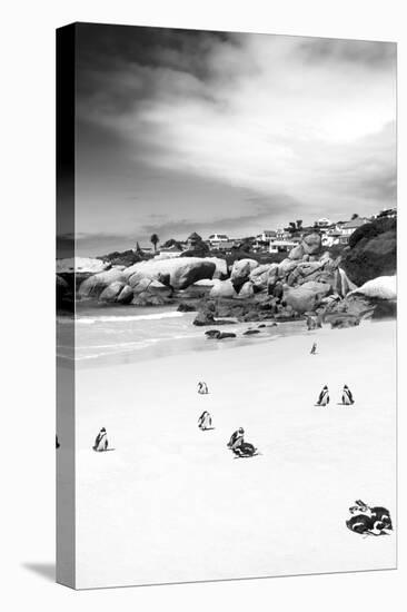 Awesome South Africa Collection B&W - African Penguins at Foxi Beach II-Philippe Hugonnard-Premier Image Canvas
