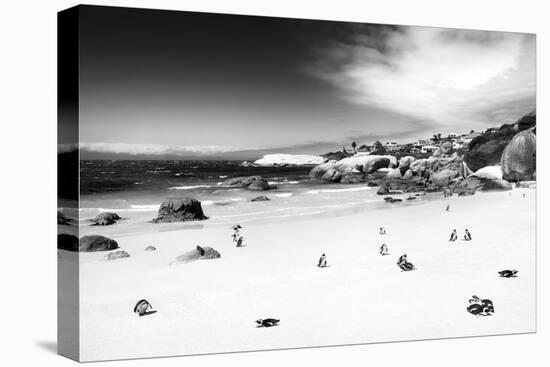 Awesome South Africa Collection B&W - African Penguins at Foxi Beach-Philippe Hugonnard-Premier Image Canvas