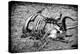 Awesome South Africa Collection B&W - Animal Skeleton in the African Savannah-Philippe Hugonnard-Premier Image Canvas