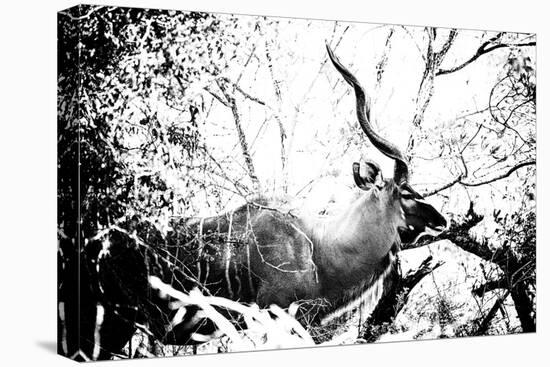Awesome South Africa Collection B&W - Black Faced Impala-Philippe Hugonnard-Premier Image Canvas