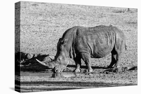 Awesome South Africa Collection B&W - Black Rhinoceros II-Philippe Hugonnard-Premier Image Canvas