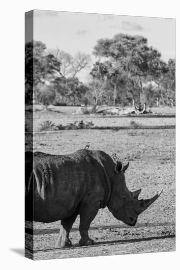 Awesome South Africa Collection B&W - Black Rhinoceros with Oxpecker II-Philippe Hugonnard-Premier Image Canvas