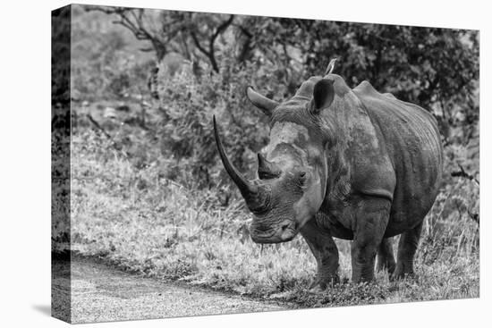 Awesome South Africa Collection B&W - Black Rhinoceros with Oxpecker III-Philippe Hugonnard-Premier Image Canvas