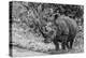 Awesome South Africa Collection B&W - Black Rhinoceros with Oxpecker III-Philippe Hugonnard-Premier Image Canvas