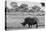 Awesome South Africa Collection B&W - Black Rhinoceros with Oxpecker-Philippe Hugonnard-Premier Image Canvas