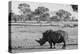 Awesome South Africa Collection B&W - Black Rhinoceros with Oxpecker-Philippe Hugonnard-Premier Image Canvas
