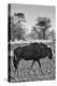 Awesome South Africa Collection B&W - Blue Wildebeest II-Philippe Hugonnard-Premier Image Canvas