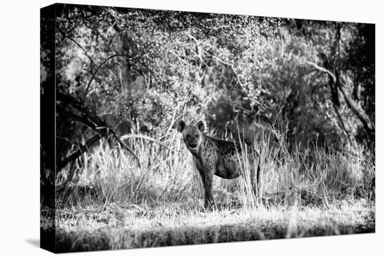Awesome South Africa Collection B&W - Brown Hyena-Philippe Hugonnard-Premier Image Canvas