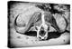 Awesome South Africa Collection B&W - Buffalo Skull in Savannah-Philippe Hugonnard-Premier Image Canvas