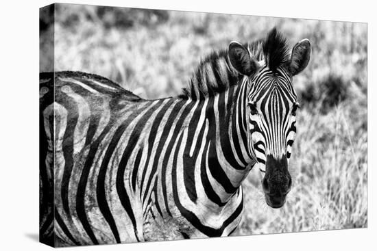 Awesome South Africa Collection B&W - Close-up of Burchell's Zebra II-Philippe Hugonnard-Premier Image Canvas