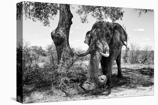 Awesome South Africa Collection B&W - Elephant I-Philippe Hugonnard-Premier Image Canvas