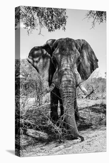 Awesome South Africa Collection B&W - Elephant Portrait V-Philippe Hugonnard-Premier Image Canvas