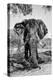 Awesome South Africa Collection B&W - Elephant Portrait V-Philippe Hugonnard-Premier Image Canvas