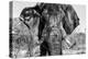 Awesome South Africa Collection B&W - Elephant Portrait VII-Philippe Hugonnard-Premier Image Canvas