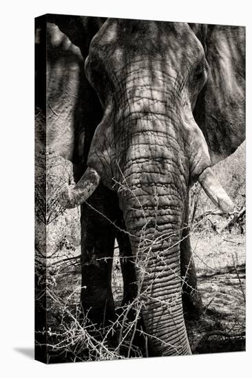 Awesome South Africa Collection B&W - Elephant Portrait VIII-Philippe Hugonnard-Premier Image Canvas