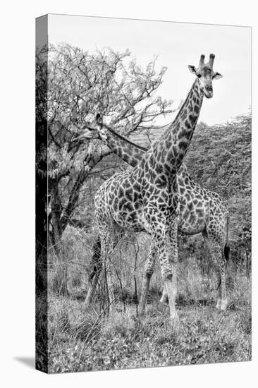 Awesome South Africa Collection B&W - Giraffe Mother and Young III-Philippe Hugonnard-Premier Image Canvas