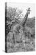 Awesome South Africa Collection B&W - Giraffe Mother and Young III-Philippe Hugonnard-Premier Image Canvas
