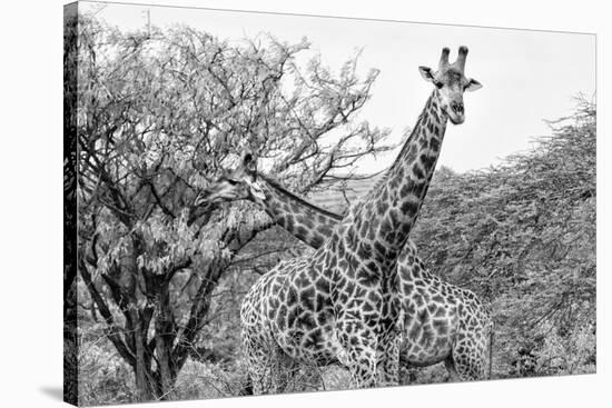 Awesome South Africa Collection B&W - Giraffe Mother and Young IV-Philippe Hugonnard-Premier Image Canvas