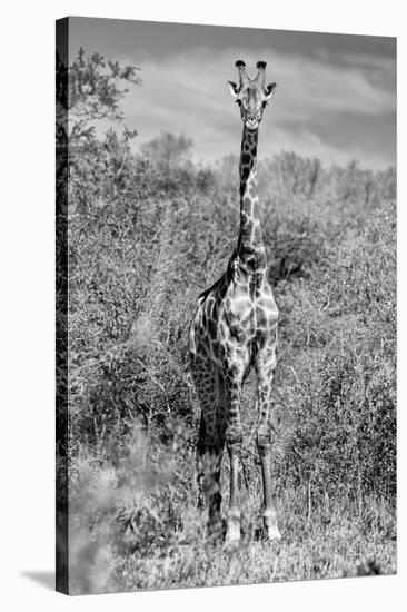 Awesome South Africa Collection B&W - Giraffe Portraits-Philippe Hugonnard-Premier Image Canvas