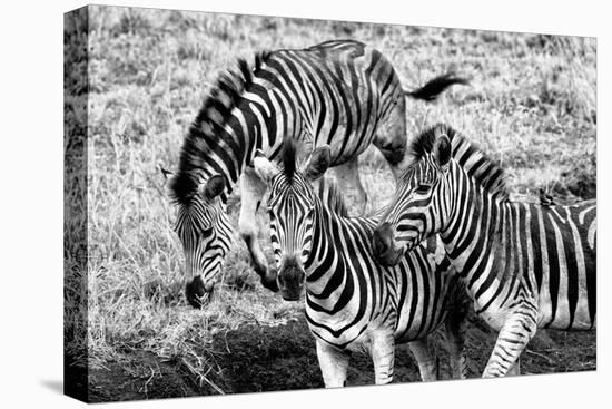 Awesome South Africa Collection B&W - Group of Common Zebras-Philippe Hugonnard-Premier Image Canvas