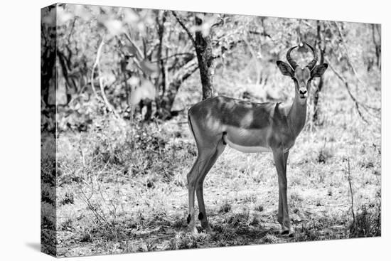 Awesome South Africa Collection B&W - Impala Antelope Portrait-Philippe Hugonnard-Premier Image Canvas