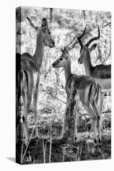 Awesome South Africa Collection B&W - Impalas Family II-Philippe Hugonnard-Premier Image Canvas