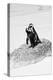 Awesome South Africa Collection B&W - Penguin Lovers III-Philippe Hugonnard-Premier Image Canvas