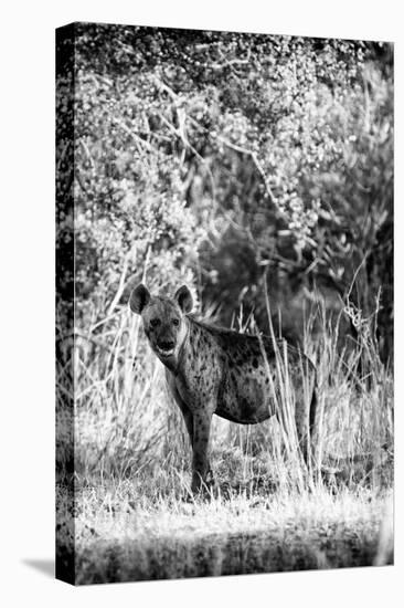 Awesome South Africa Collection B&W - Portrait of a Brown Hyena-Philippe Hugonnard-Premier Image Canvas