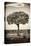 Awesome South Africa Collection B&W - Portrait of an Acacia Tree-Philippe Hugonnard-Premier Image Canvas