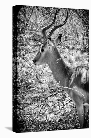 Awesome South Africa Collection B&W - Portrait of Impala-Philippe Hugonnard-Premier Image Canvas