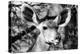 Awesome South Africa Collection B&W - Portrait of Nyala Antelope VI-Philippe Hugonnard-Premier Image Canvas