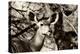 Awesome South Africa Collection B&W - Portrait of Nyala Antelope-Philippe Hugonnard-Premier Image Canvas
