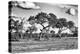 Awesome South Africa Collection B&W - Savanna Trees-Philippe Hugonnard-Premier Image Canvas