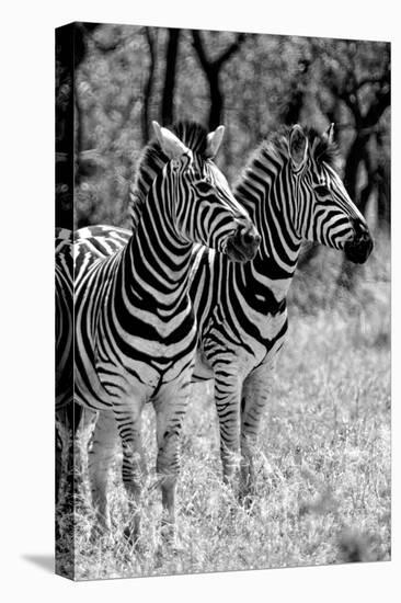 Awesome South Africa Collection B&W - Two Burchell's Zebras II-Philippe Hugonnard-Premier Image Canvas