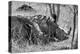 Awesome South Africa Collection B&W - Two White Rhino slepping-Philippe Hugonnard-Premier Image Canvas