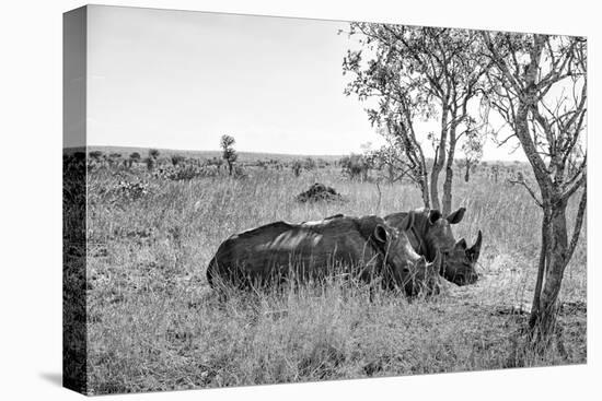 Awesome South Africa Collection B&W - Two White Rhinoceros I-Philippe Hugonnard-Premier Image Canvas