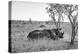 Awesome South Africa Collection B&W - Two White Rhinoceros I-Philippe Hugonnard-Premier Image Canvas