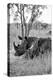 Awesome South Africa Collection B&W - Two White Rhinoceros III-Philippe Hugonnard-Premier Image Canvas