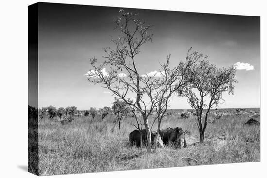 Awesome South Africa Collection B&W - Two White Rhinoceros IV-Philippe Hugonnard-Premier Image Canvas